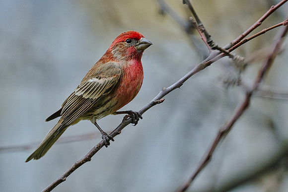 House Finch
