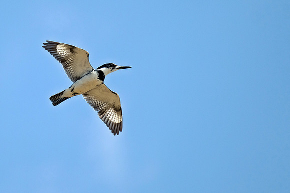 Belted Kingfisher (3)