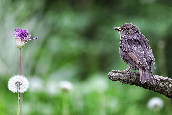 European Starling (1)