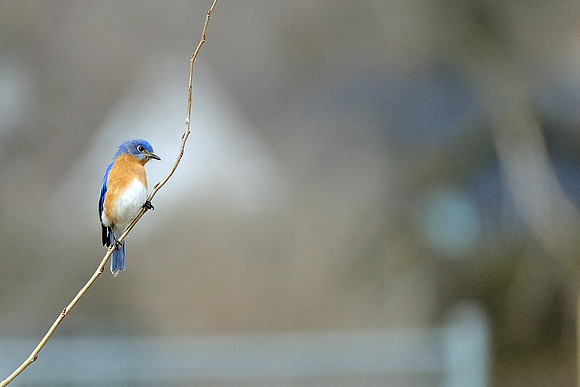 Eastern Bluebird (2)