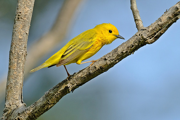 Yellow Warbler (1)
