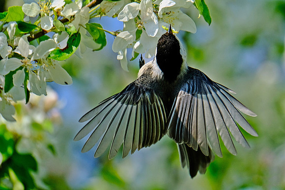 Black-capped Chickadee (6)