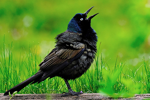Common Grackle (4)