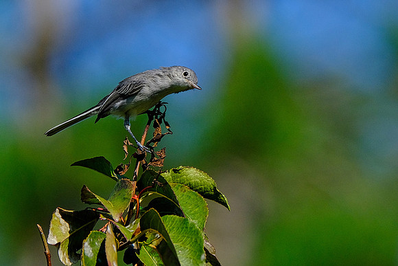 Blue-grey Gnatcatcher (4)