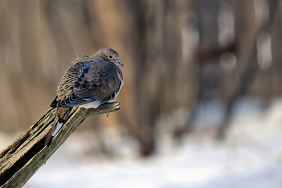 Mourning Dove