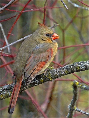 Northern Cardinal (1)