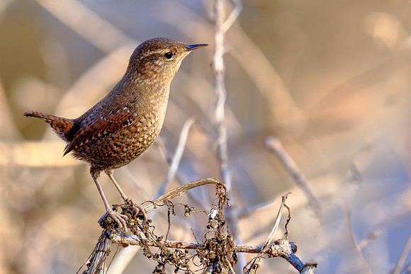 Winter Wren
