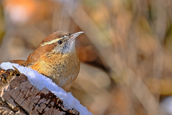 Carolina Wren (3)