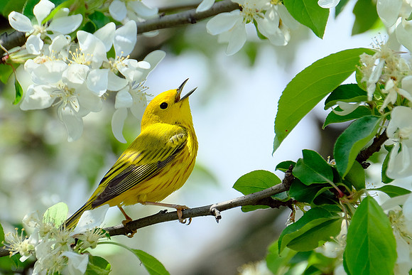 Yellow Warbler (6)