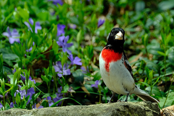 Rose-breasted Grosbeak (2)
