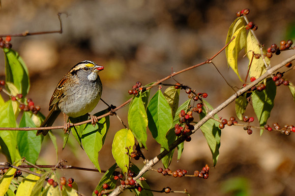 White-throated Sparrow