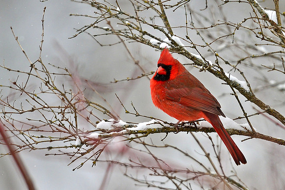 Northern Cardinal (3)