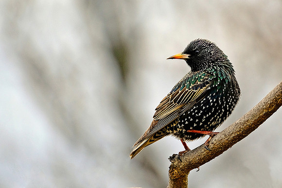 European Starling (2)