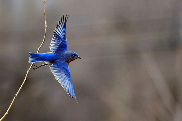 Eastern Bluebird