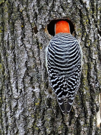 Red-belliwd Woodpecker (4)