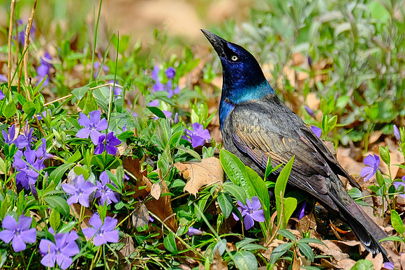 Common Grackle (3)