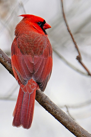 Northern Cardinal (6)