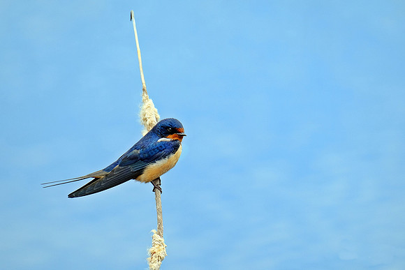Barn Swallow