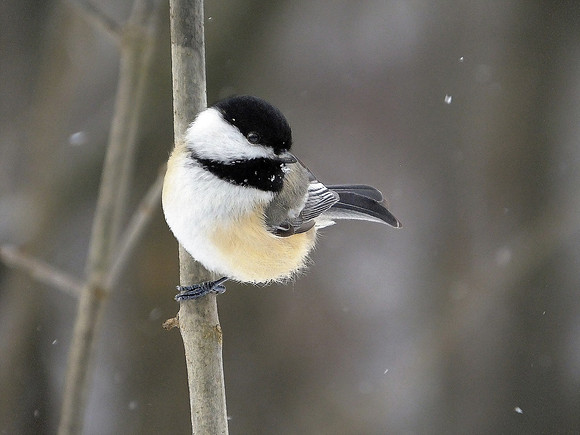 Black-capped Chickadee (3)