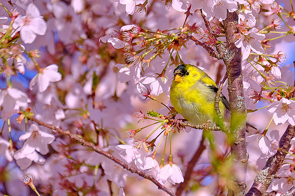 Goldfinch (3)