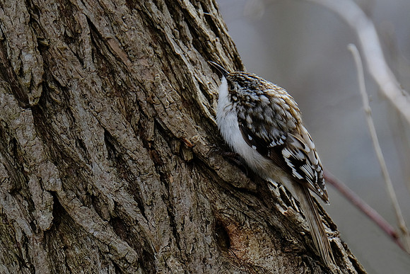 Brown Thrasher