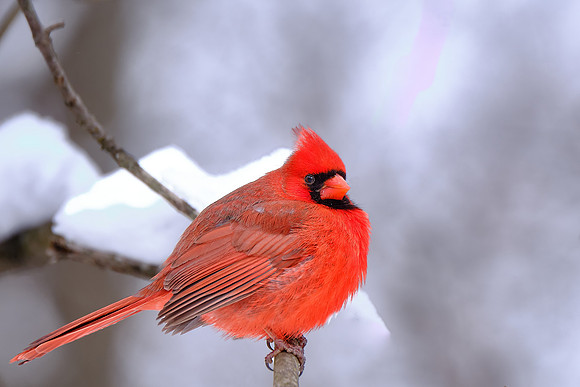 Northern Cardinal (4)