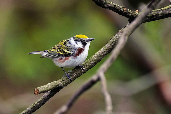 Chestnut-sided Warbler (1)