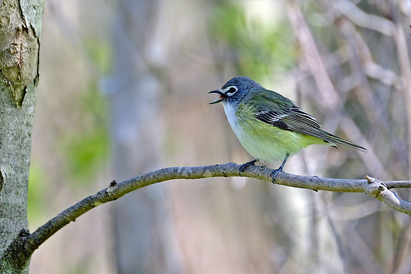 Blue-headed Vireo