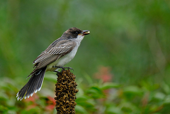 Kingbird (1)