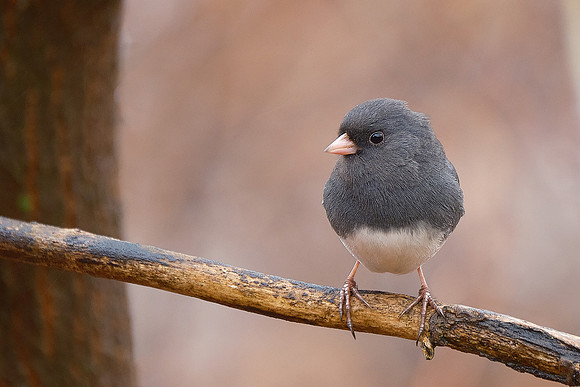 Dark-eyed Junco (3)
