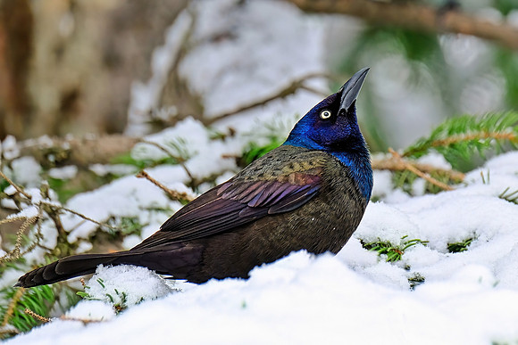Common Grackle (2)