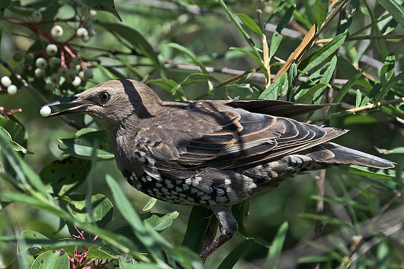 European Starling (4)
