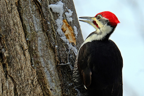 Pilieated Woodpecker (3)