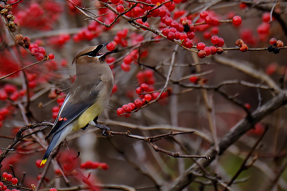 Cedar Waxwing (2)