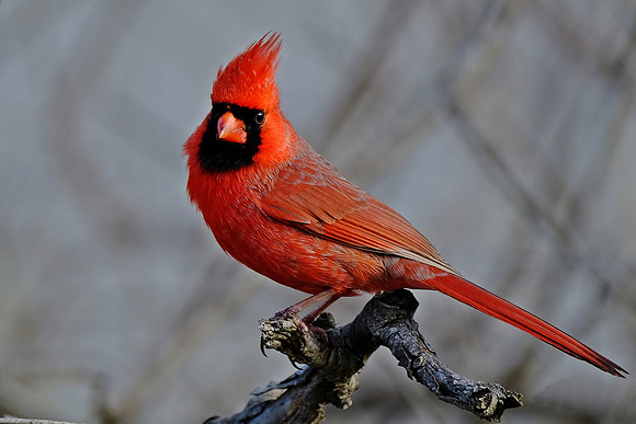 Northern Cardinal (8)