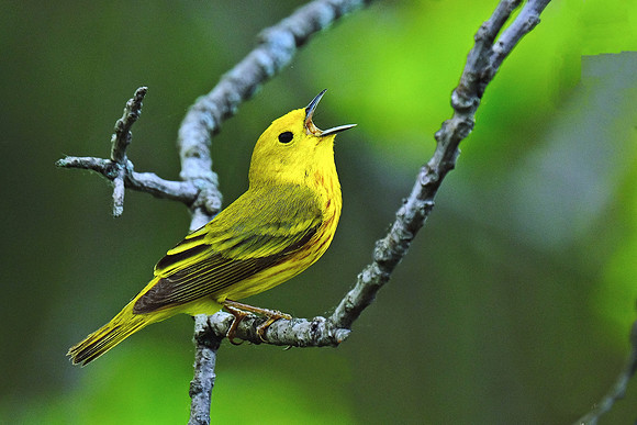 Yellow Warbler (4)