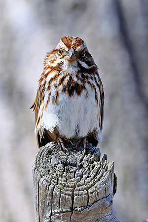 Song Sparrow (2)