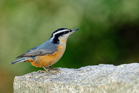 Red-breasted Nuthatch (1)