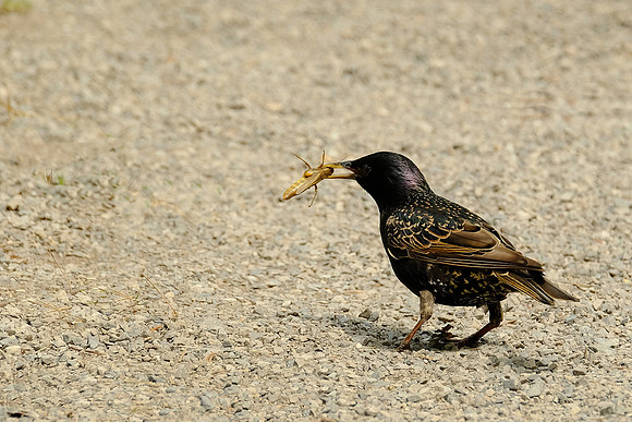 European Starling (3)