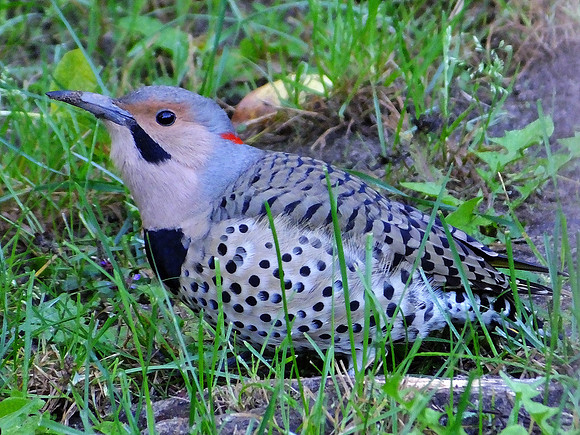 Northern Flicker (4)