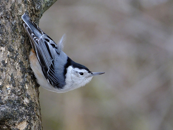 White-breasted Nuthatch (2)