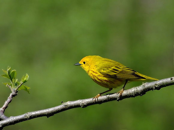 Yellow Warbler (5)