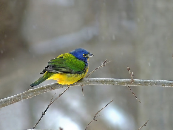 Painted Bunting (1)