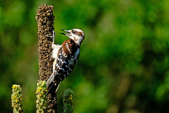 Hairy Woodpecker