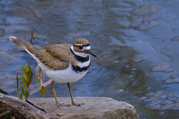 Killdeer (2)
