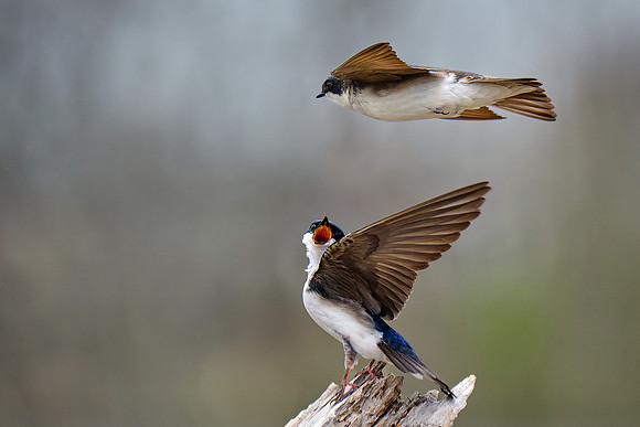 Tree Swallow (2)