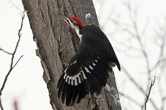 Pileated Woodpecker (1)