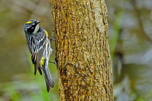 Yellow-rumped Warbler (7)