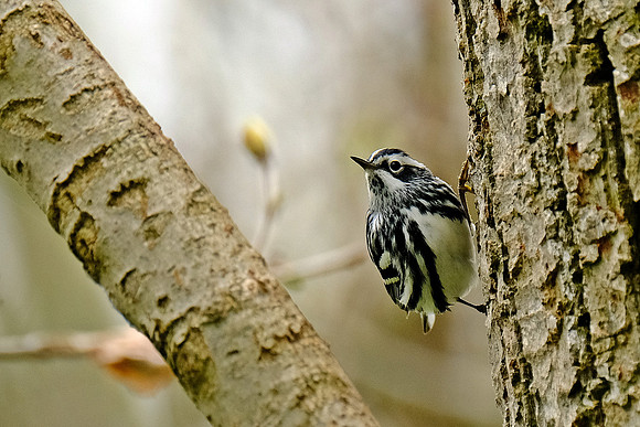Black and White Warbler