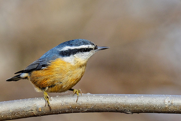 Red-breasted Nuthatch (2)